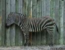 0440_zebra.jpe