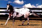 appaloosa1.jpg