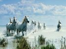 : camargue.jpe
: 35KB
: 512x380
: 29, 2005 camargue.jpe