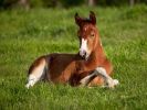 fludilkaru-wallpapers_horses-07.jpg