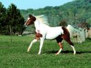 fludilkaru-wallpapers_horses-11.jpg