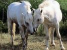 fludilkaru-wallpapers_horses-13.jpg