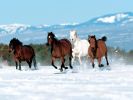 fludilkaru-wallpapers_horses-15.jpg