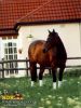 horse_0244.jpg