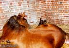 horse_0274.jpg