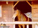 horse_0287.jpg