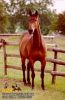 horse_0339.jpg