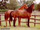 horse_0340.jpg