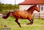 horse_0341.jpg