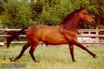 horse_0342.jpg