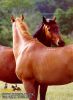 horse_0345.jpg