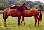 horse_0346.jpg