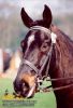 horse_0425.jpg