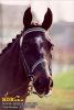 horse_0431.jpg