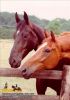 horse_0460.jpg