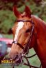 horse_0461.jpg