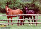 horse_0464.jpg