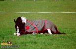 horse_0549.jpg