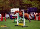 horse_0564.jpg