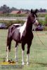 horse_0588.jpg