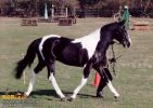 horse_0599.jpg