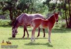 horse_0605.jpg