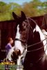 horse_0660.jpg