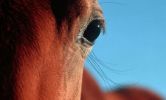 horse_1_big.jpg