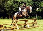 horse_2516.jpg