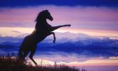 horse_3_big.jpg