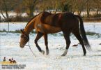 horse_5317.jpg