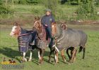 horse_6677.jpg