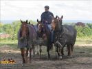 horse_6678.jpg