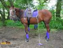horse_6683.jpg