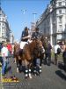 horse_6859.jpg