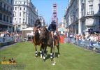 horse_6865.jpg