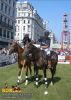 horse_6866.jpg