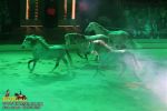 horse_7505.jpg