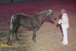 horse_7524.jpg