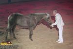 horse_7525.jpg