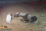 horse_7529.jpg