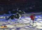 horse_7542.jpg