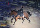 horse_7557.jpg