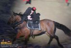horse_7561.jpg