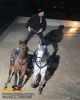 horse_7567.jpg