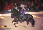 horse_7608.jpg