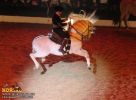 horse_7671.jpg