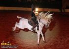 horse_7672.jpg