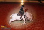 horse_7673.jpg