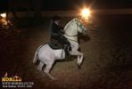 horse_7674.jpg